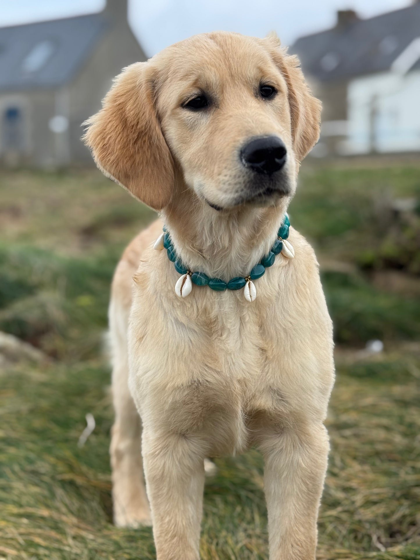 Collier DOGGO VERDE - Collection DOGGO