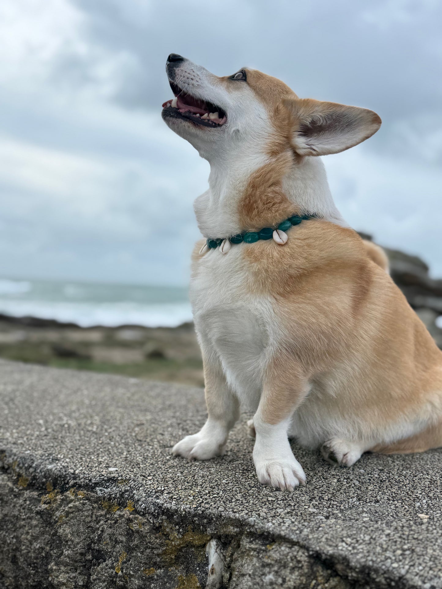 Collier DOGGO VERDE - Collection DOGGO