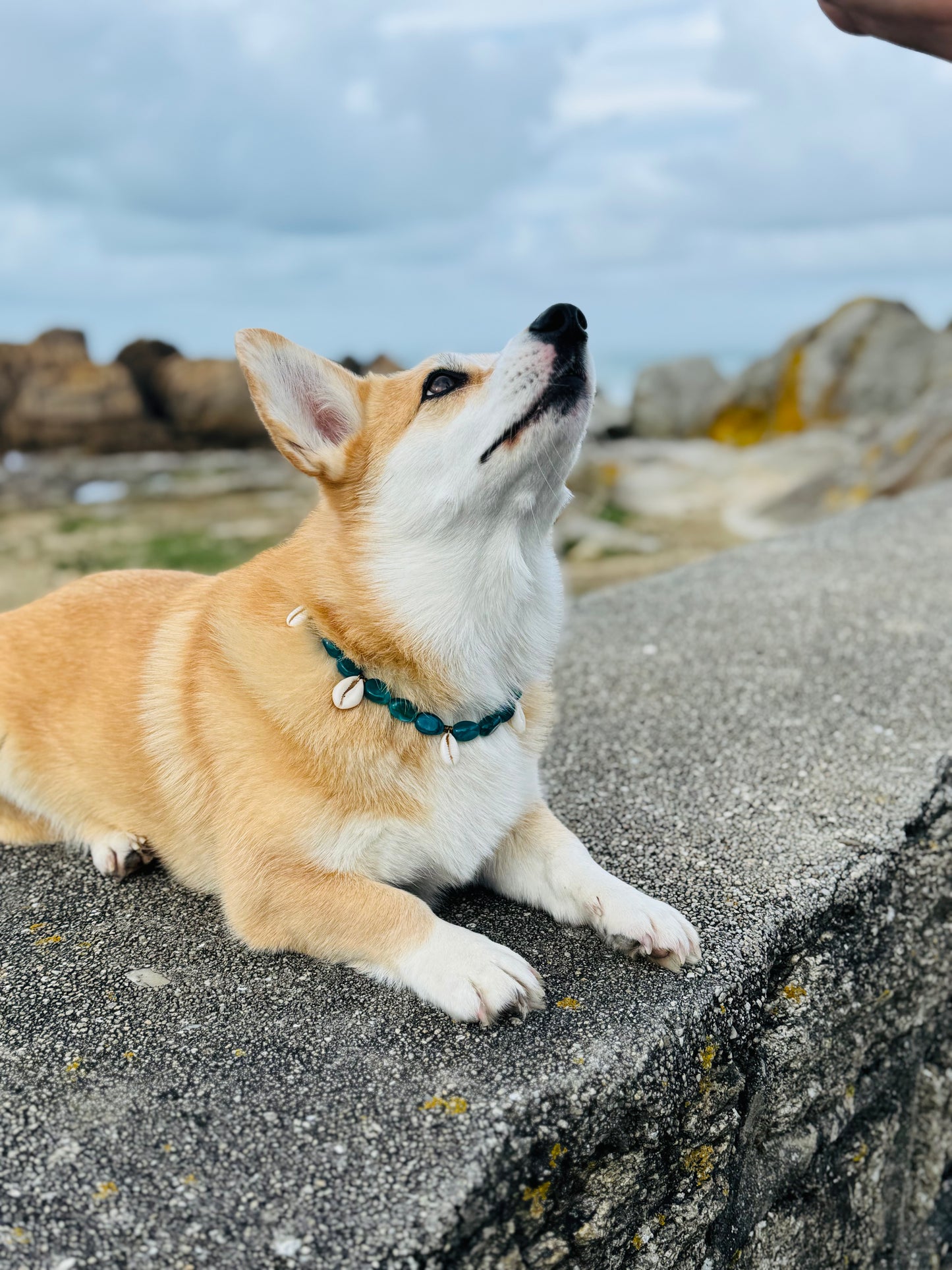 Collier DOGGO VERDE - Collection DOGGO