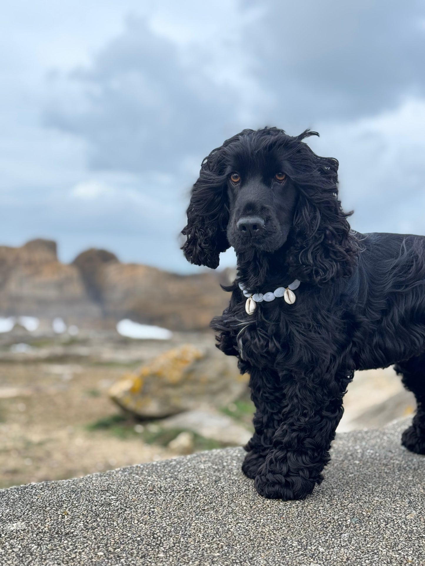 Collier DOGGO BLANCO - Collection DOGGO