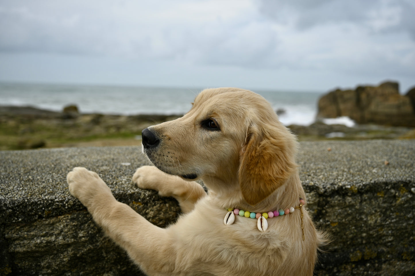 Collier DOGGO RAINBOW - Collection DOGGO