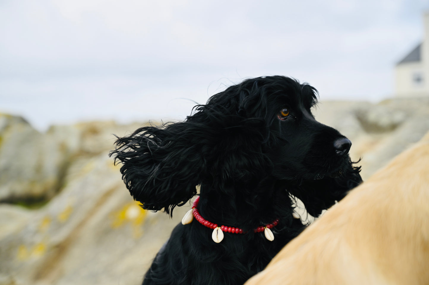 Collier DOGGO ROJO - Collection DOGGO