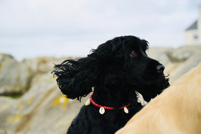 Collier DOGGO ROJO - Collection DOGGO