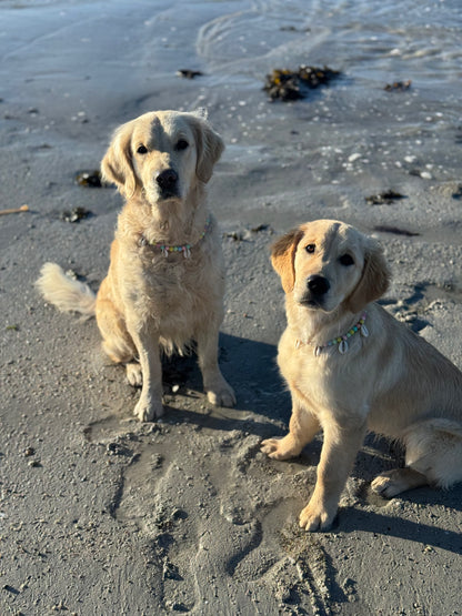 Collier DOGGO RAINBOW - Collection DOGGO