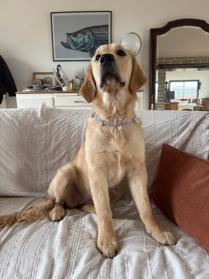 Collier DOGGO VIOLETA - Collection DOGGO