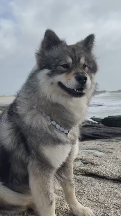 Collier DOGGO BLANCO - Collection DOGGO